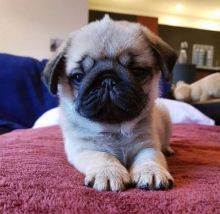 Lindos cachorrinhos Pug