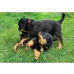 Ninhada cachorros Rottweiler com lop e afixo