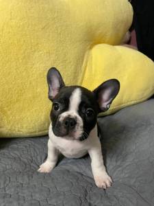 Bulldog Francs