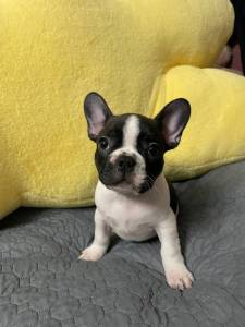 Bulldog Francs