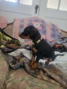Pinscher Miniatura