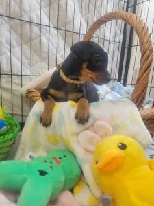 Pinscher Miniatura