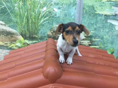 Linda Jack Russel Terrier