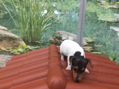 Linda Jack Russel Terrier
