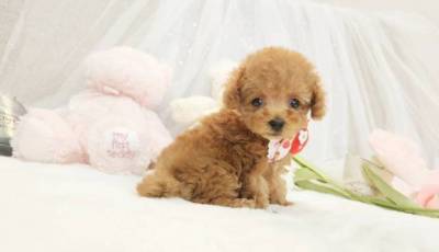 Cachorros Caniche Toy lop