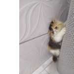FILHOTES DE GATO PERSA MACHO E FMEA