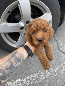 Cachorros Caniche Toy lop e com afixo