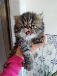 Persas fêmea e macho