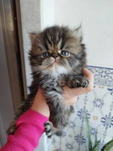 Persas fêmea e macho