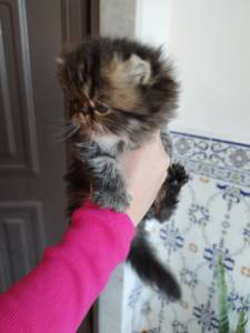 Persas fêmea e macho