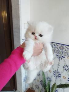 Persas fêmea e macho