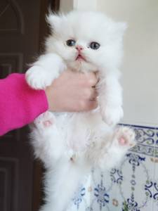 Persas fêmea e macho