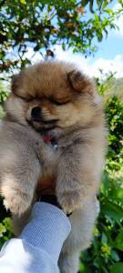 Spitz alemo ano lulu da pomernia