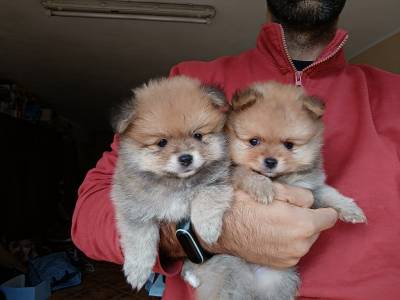 Spitz alemo ano lulu da pomernia