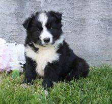 Cachorros Border Collie disponivel