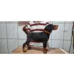 Filhotes de Doberman