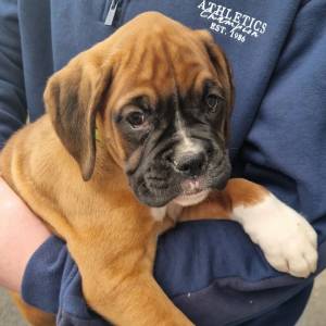 Magnifica bebe Boxer