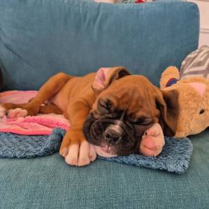 Magnifica bebe Boxer