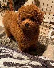 Cachorros Caniche Toy