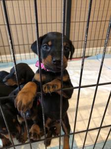 Muito meigos cachorros Doberman