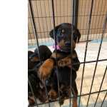 Muito meigos cachorros Doberman