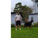 Dobermann Europeu - Filhotes Doberman Descendentes De Multicampees Europeus