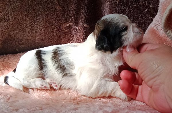shih-tzu fmea mini com pedigree