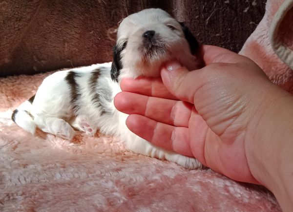shih-tzu fmea mini com pedigree
