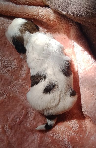 shih-tzu fmea mini com pedigree
