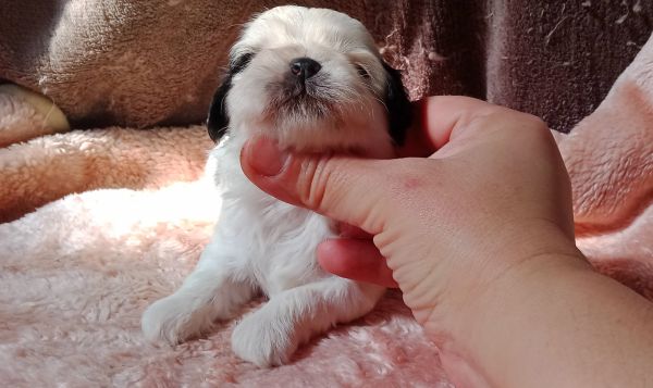 shih-tzu fmea mini com pedigree