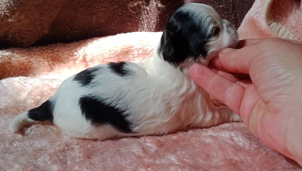 shih-tzu fmea mini com pedigree