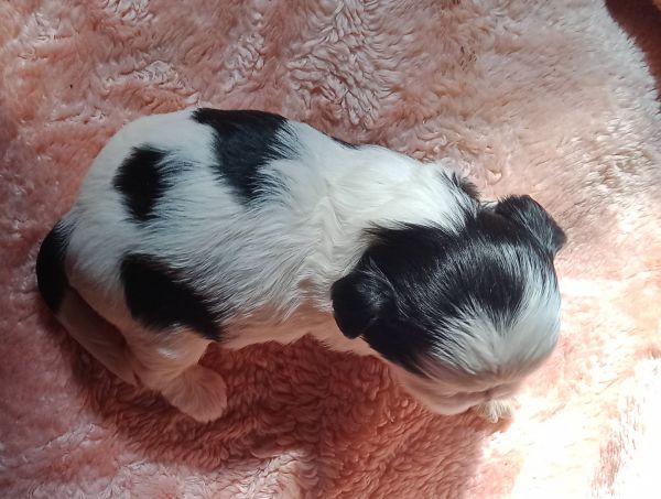 shih-tzu fmea mini com pedigree