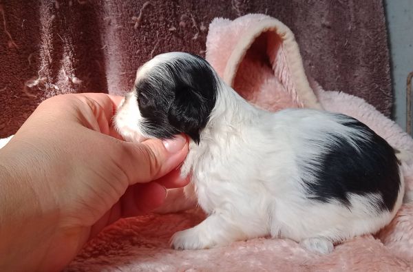 shih-tzu fmea mini com pedigree