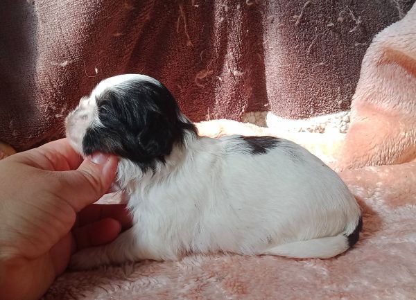 shih-tzu fmea mini com pedigree