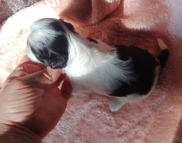 shih-tzu fmea mini com pedigree