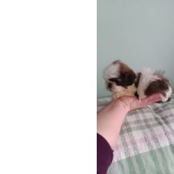 shih-tzu mini com pedigree
