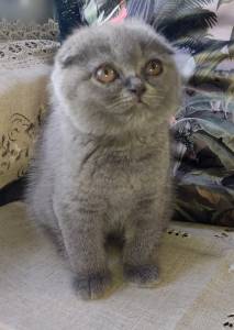 Scottish Fold Blue