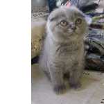Scottish Fold Blue