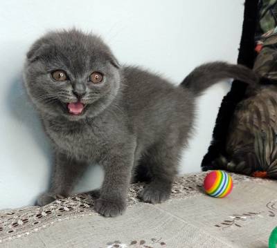 Scottish Fold Blue