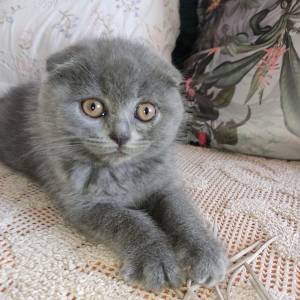Scottish Fold Blue