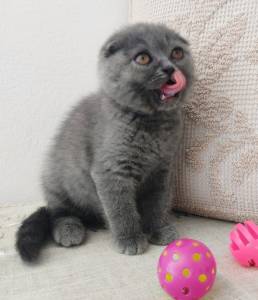 Scottish Fold Blue
