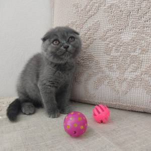 Scottish Fold Blue