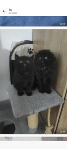 Scottish longhair