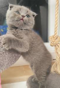 Scottish longhair
