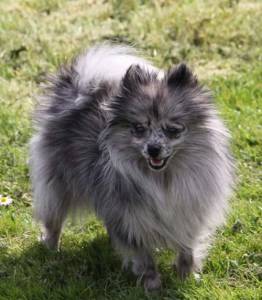 Spitz Alemo Ano Merle