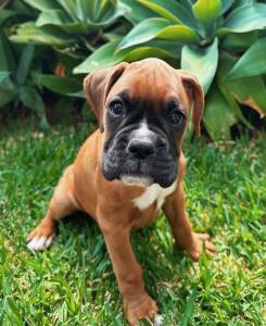 excelente Boxer com LOP