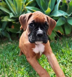 excelente Boxer com LOP