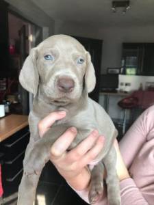 Muito meigos Cachorros Weimaraner