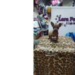 Vende Filhotes Pets