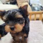 Lindssimos Yorkshire terrier